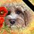 Muggs Gosch's profile image