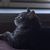 Rosetta Pursell's profile image