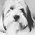 Christi Hennessey Korn's profile image