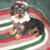Pauline Pilat's profile image