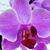 Rima Khodadadi's profile image
