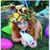 Susan Catanese Hamilton's profile image