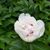 Sharon McCoy's profile image