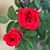 Doris Rm's profile image