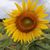 Jamie Pitman's profile image