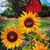 Jen Carlin Baker's profile image