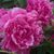 Heather Jeffrey Brewer's profile image