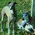 Sandi Bishop's profile image