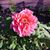 Ruth Flatt's profile image