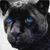Warren Ashley's profile image