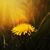 Anne Schweitzer's profile image