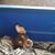 Roxanne Hepinger's profile image