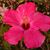 Beth Thompson Davis's profile image