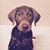 Robyn Dilling Rafalzik's profile image