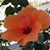 Lola Salmonson Holland's profile image