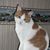 Bonnie Phillips Dickenson's profile image
