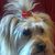 Hardi LuLu's profile image