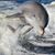Jeff Dolin's profile image