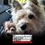 Dianne Phillips's profile image