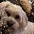 Luciana Madeira's profile image