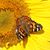Diane Johnson Keller's profile image