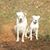 Linda Braden Wright's profile image