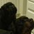 Oscar Gayle Meza's profile image