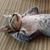 Steven Wyatt Davis's profile image
