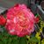 Helen Brittsan's profile image