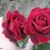 Mehwish Naaz's profile image
