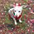 Janet Hancin's profile image