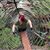 Deborah Daigle's profile image