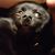 Amanda Partridge Nordin's profile image