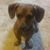 Rachael Goldsberry's profile image