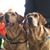 Sheila Schenk-Gambatese's profile image