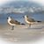 Patricia Young's profile image
