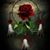 Rose M Krause's profile image