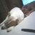 Swanzetta Roberts's profile image