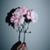 Aivonnie Kaye's profile image