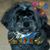 Lee Singleton's profile image