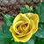 Vici Goss McCracken's profile image