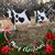 Debbie Turbyfill Nethery's profile image