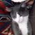 Amy Saltzmann's profile image