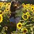 JodyandElizabeth Tippett's profile image
