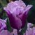 Merri Jo Dricken's profile image