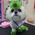 Dinah Chapple's profile image