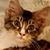 Lisanne Polisano's profile image