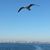 Marco Antonio Lopez Acevedo's profile image