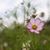 Tammy Clark Lindenberg's profile image
