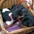Jeanette Adams-Gorham's profile image